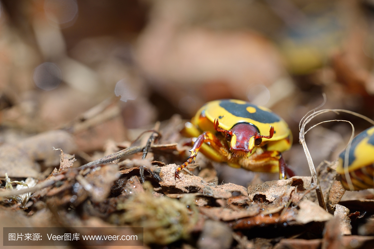Flower chafers or flower scarabs (Cetoniinae) i