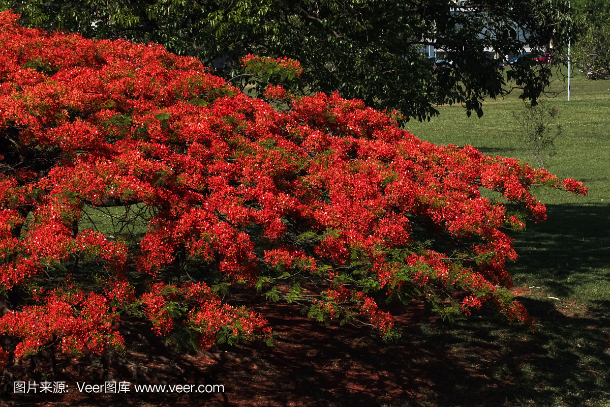 城市景观:火焰树,华丽的季节开花在巴西利亚,巴西
