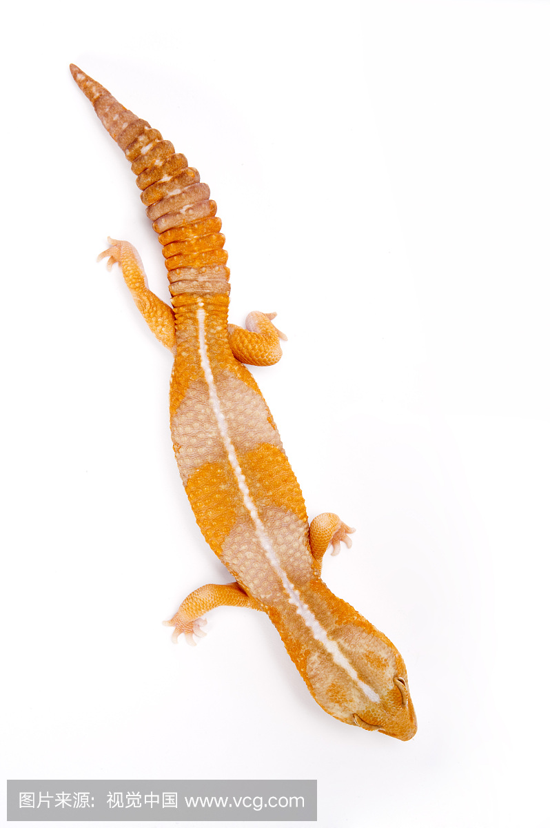 壁虎,守宫,肥尾守宫,橘白化症,