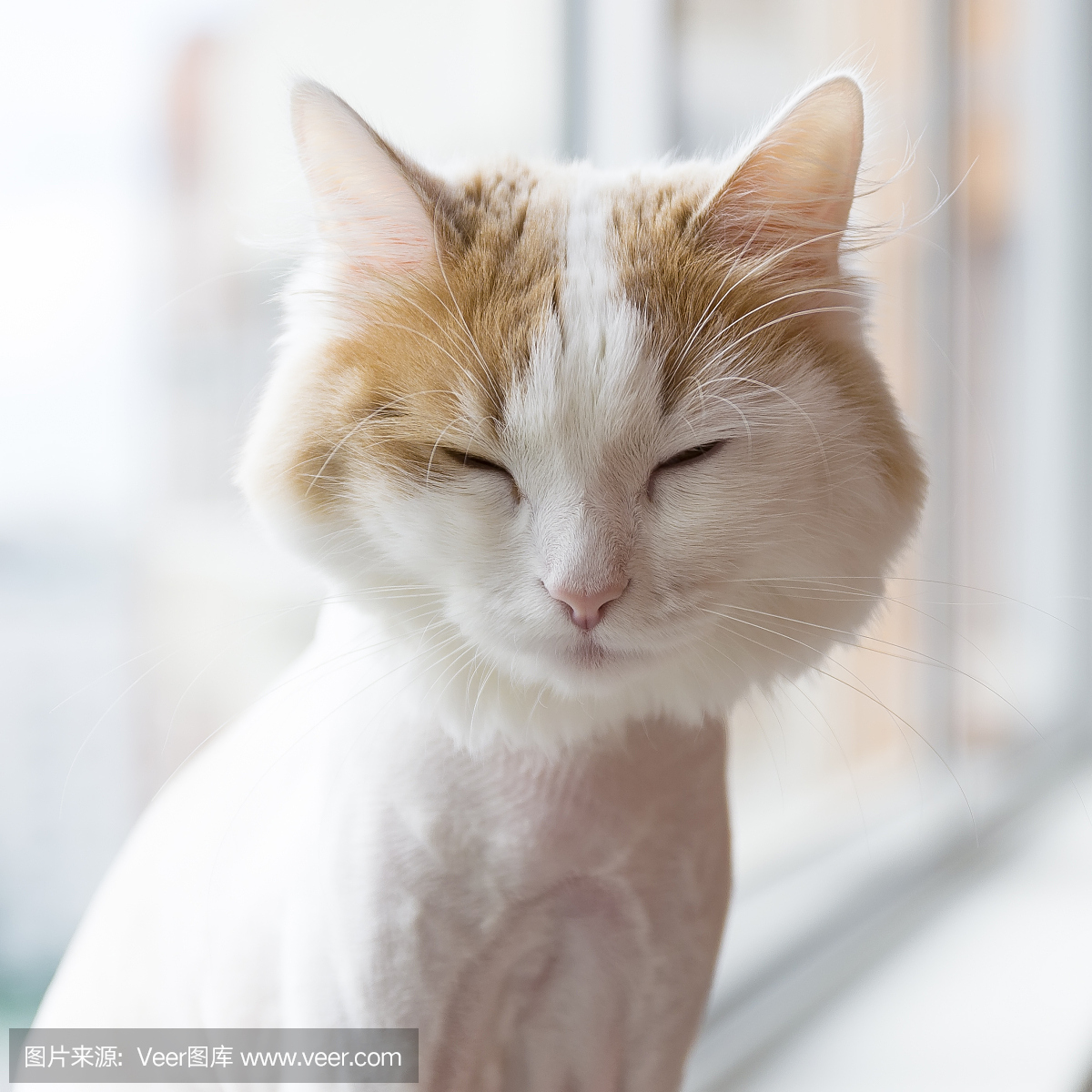 可爱的,刀刃,狮子,猫科动物