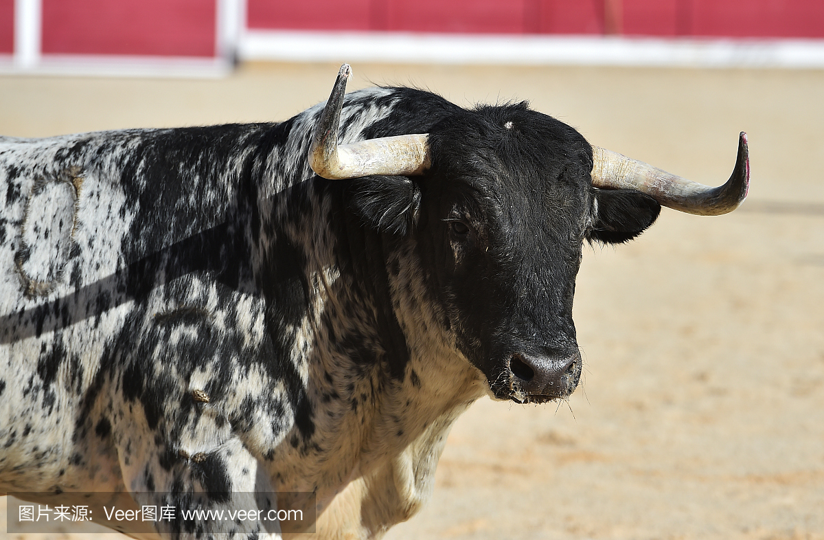 斗牛比赛,斗牛赛,斗牛,西班牙斗牛