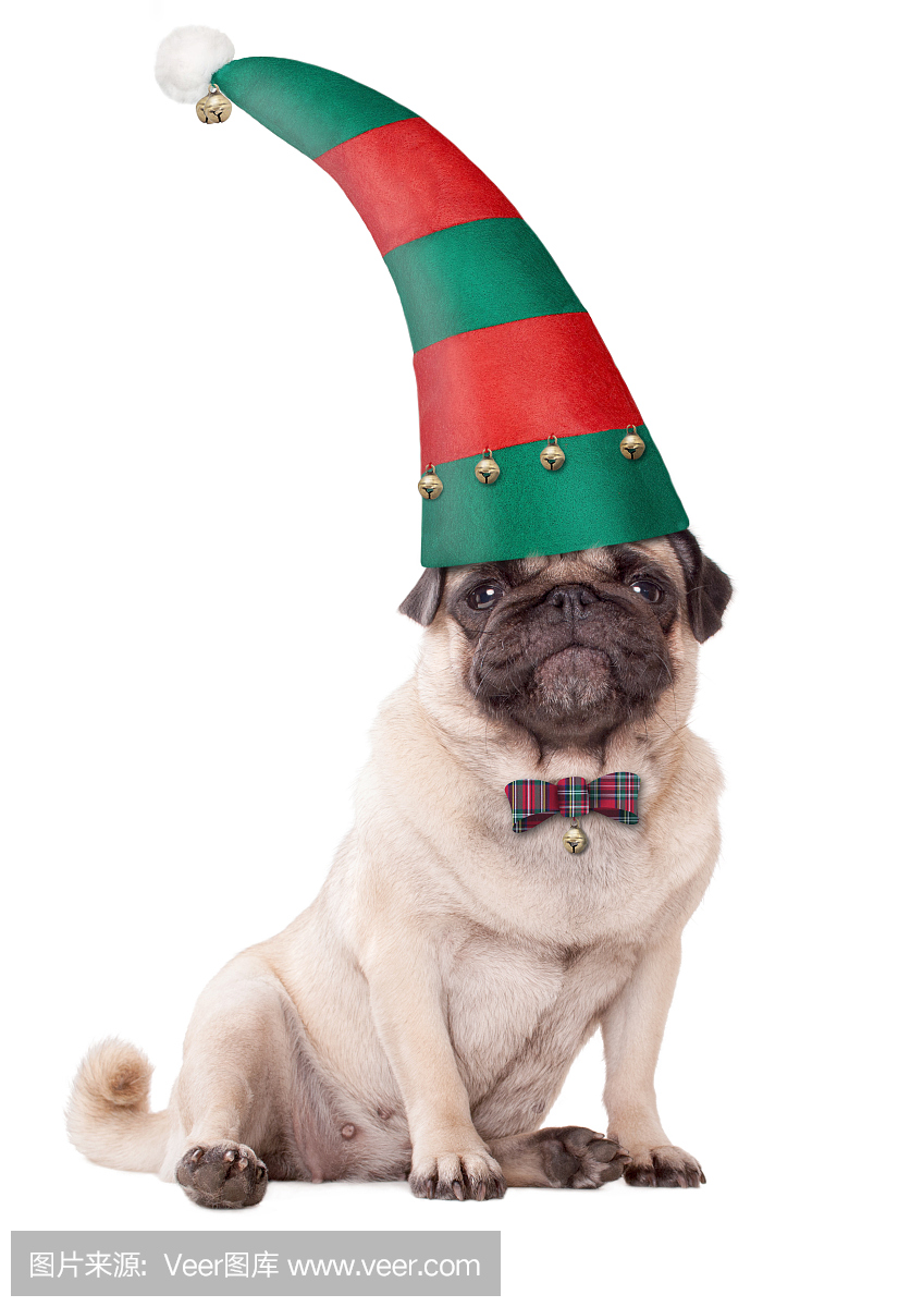 可爱的哈巴狗小狗戴着圣诞节的精灵帽子