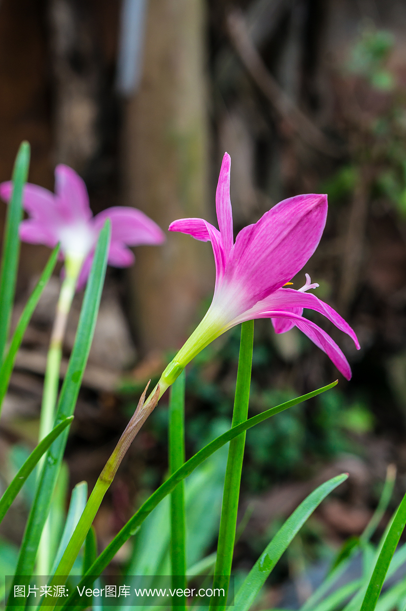 真菌性口炎,念珠菌属,酵母感染,假丝酵母