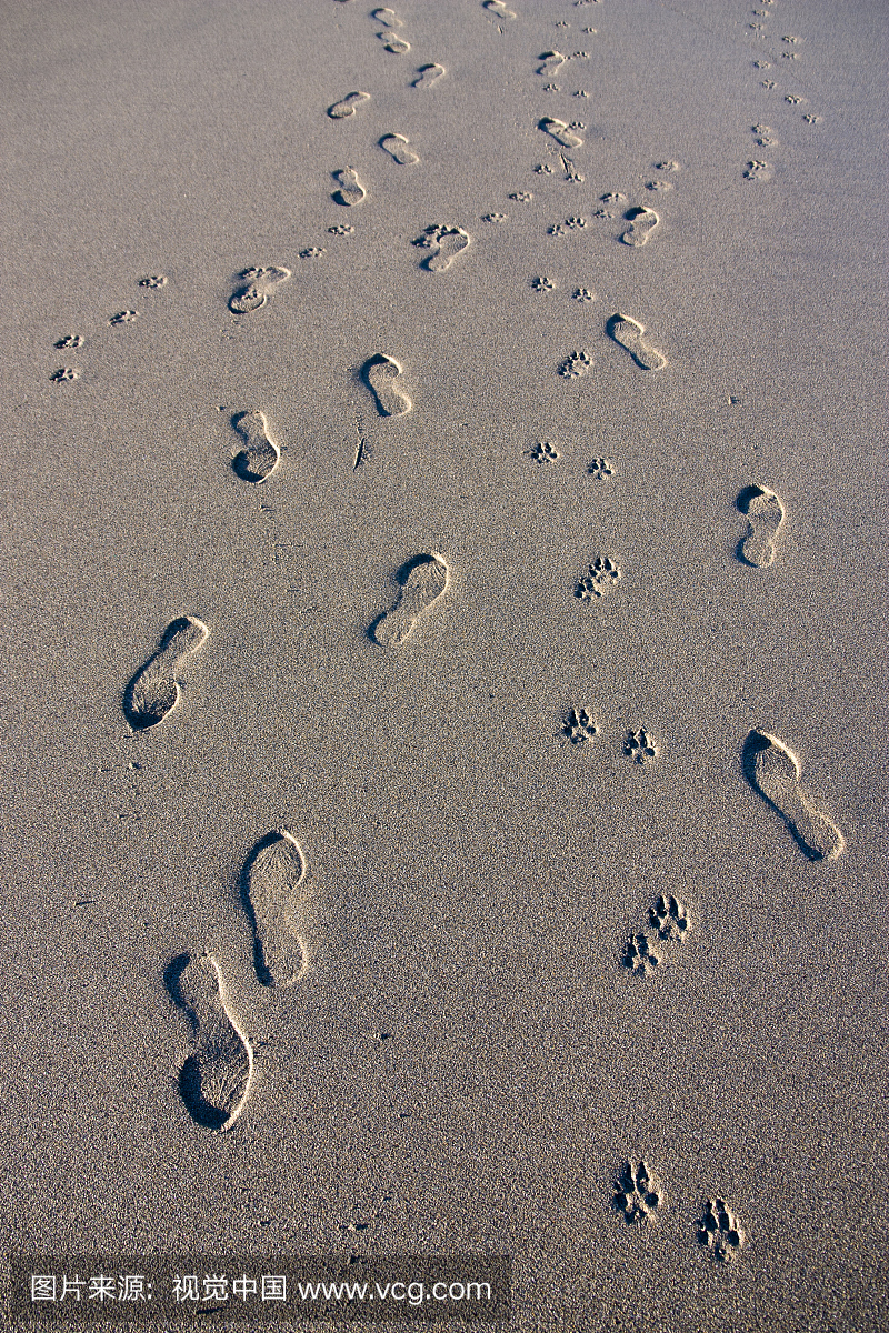 动物留下的痕迹,蹄印,足迹,动物脚印