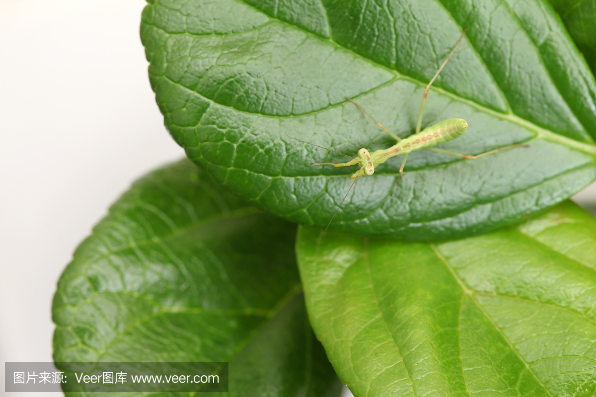 螳螂,大螳螂,欧洲螳螂,自然