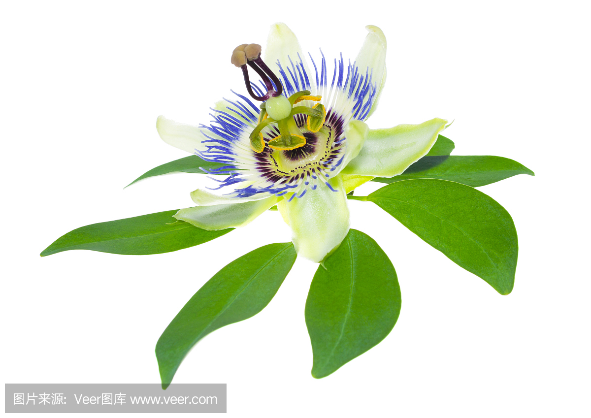 西番莲花在叶子上