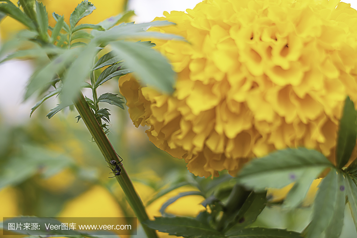 自然界的状态,泰国,蚂蚁,蜂蜜