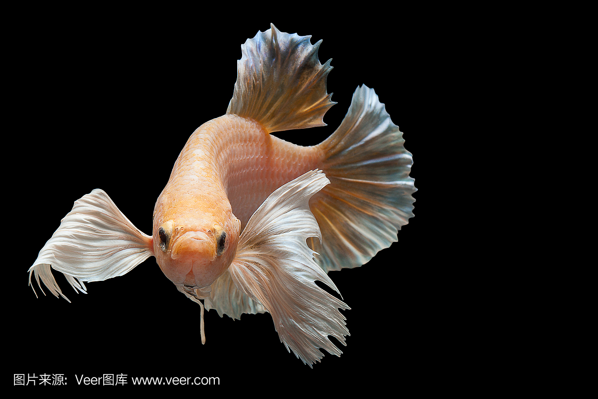 关闭了斗鱼鱼,孤立在黑色背景上的暹罗斗鱼艺术运动。精细艺术设计概念。