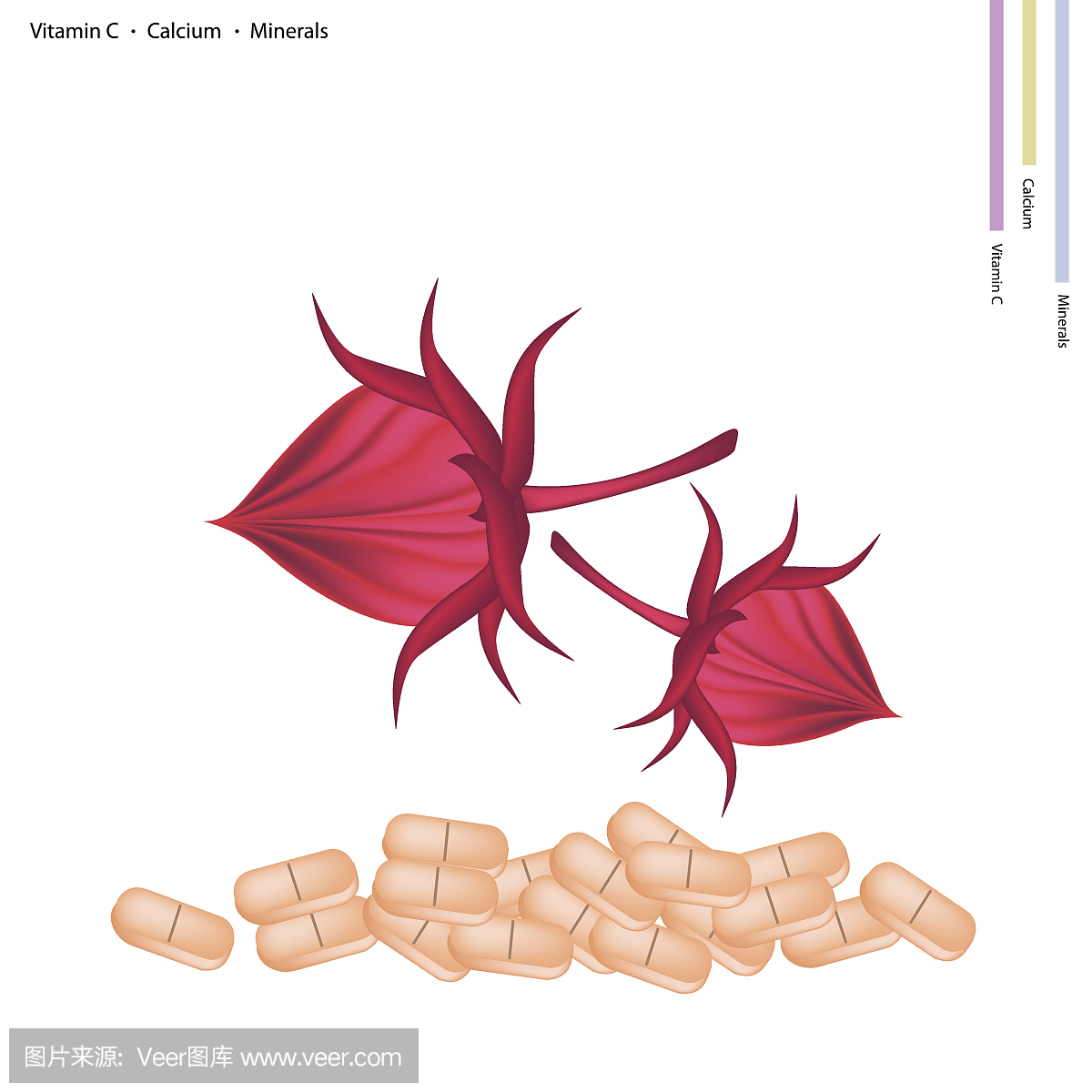 红草鹦鹉,红玫瑰鹦鹉,英文字母C,英语字母C