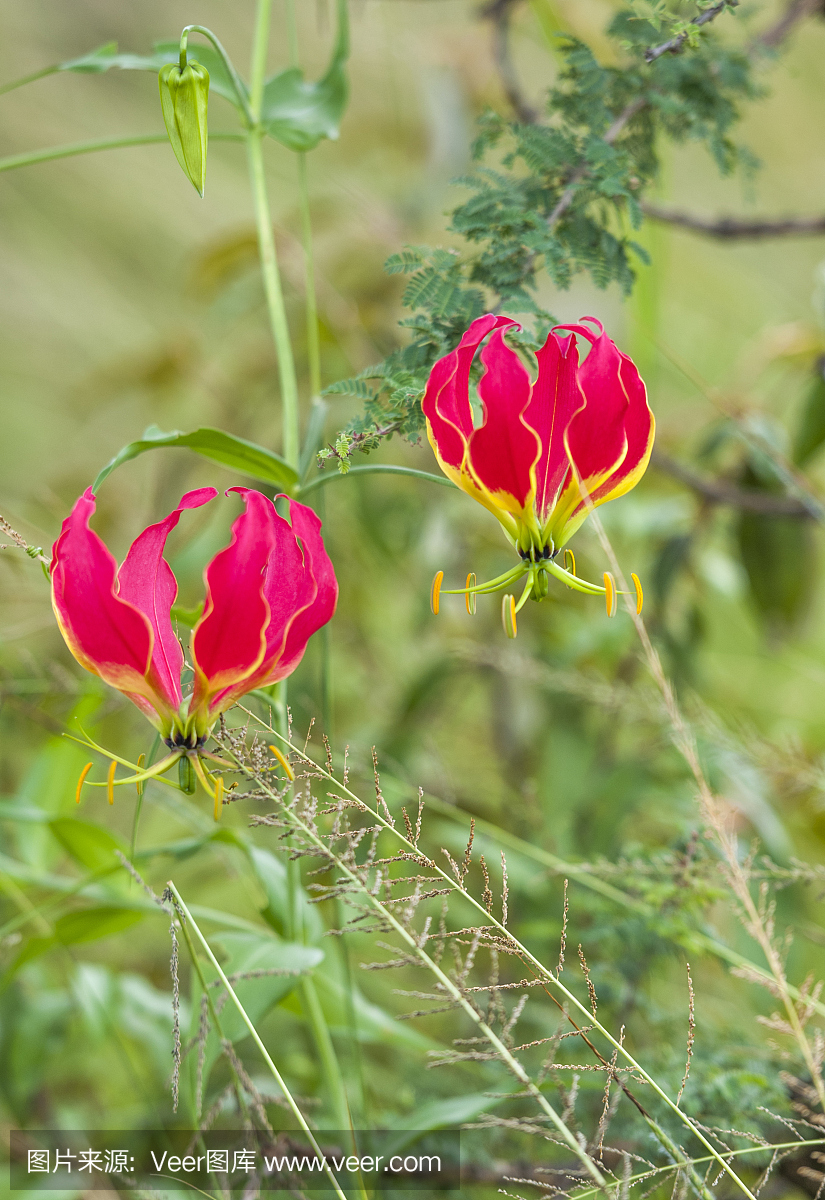火焰百合(Gloriosa,秋水仙科),红色条纹鲜红色,