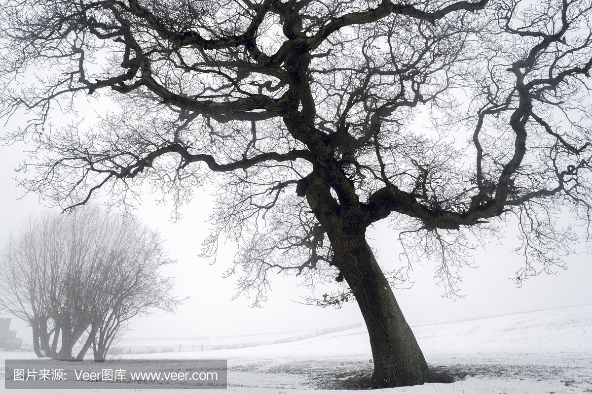 在阵雨以后反对有雾的背景的大美丽的树1