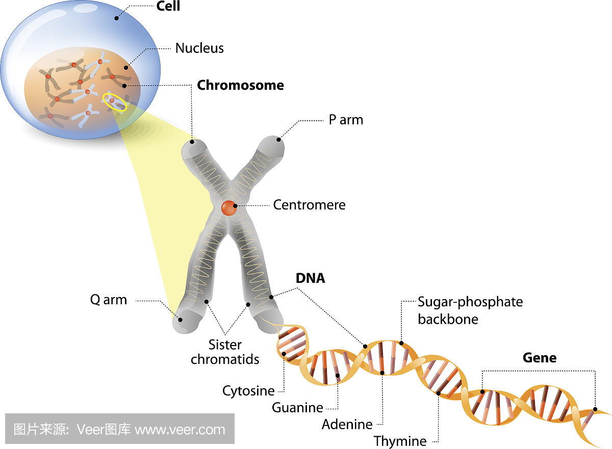 细胞,染色体,DNA和基因