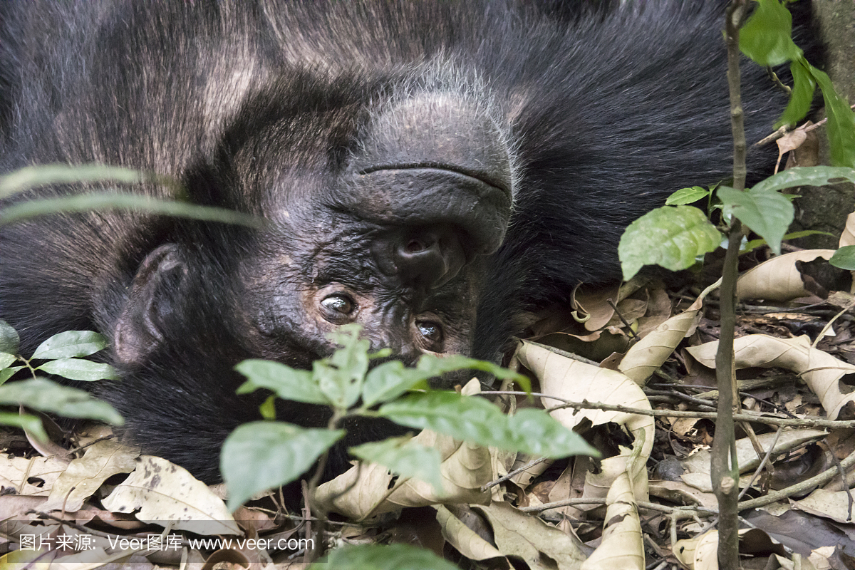 在乌干达基巴莱国家公园的黑猩猩的肖像