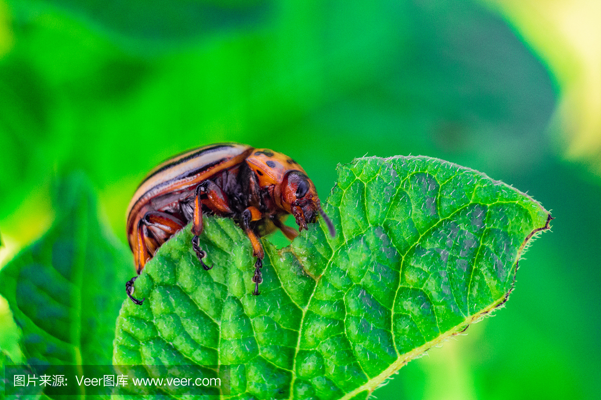 科罗拉多马铃薯甲虫吃绿色的土豆叶特写。花园