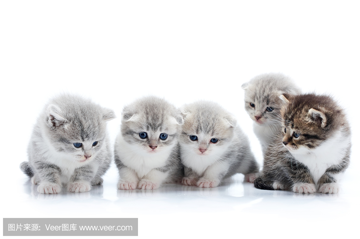 四只灰色可爱的小猫和一只深棕色好奇的小猫正