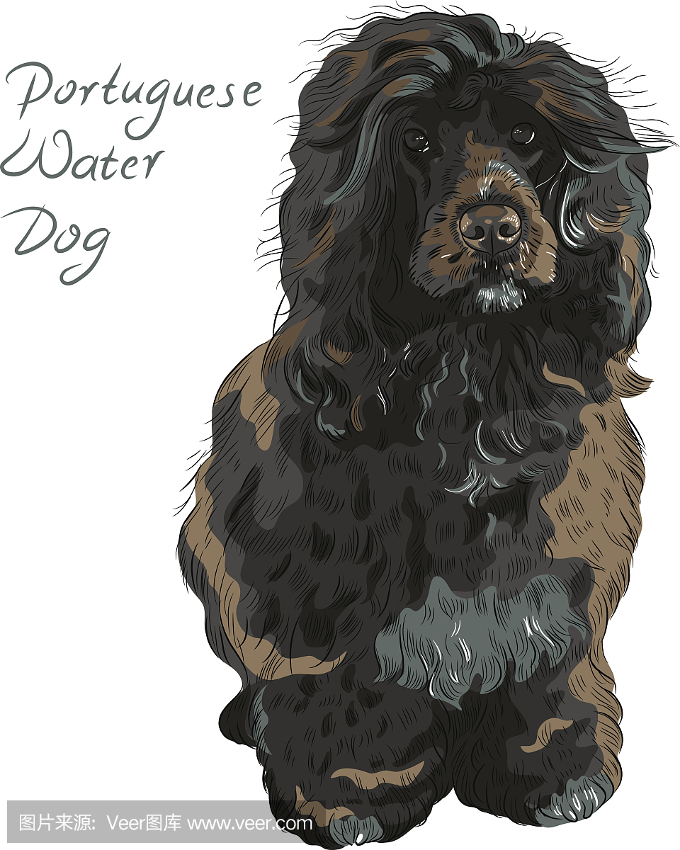 绘画插图,纯种犬,可爱的,受过训练的狗