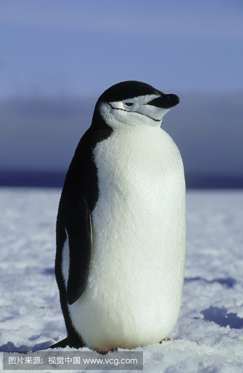 chinstrap企鹅:pygoscelis南极洲卢旺达岛苏格兰