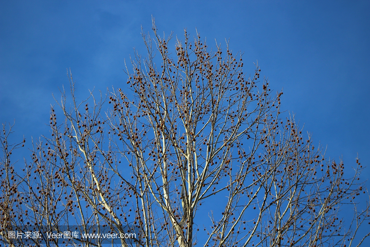 美国梧桐树在冬季与蓝蓝的天空2