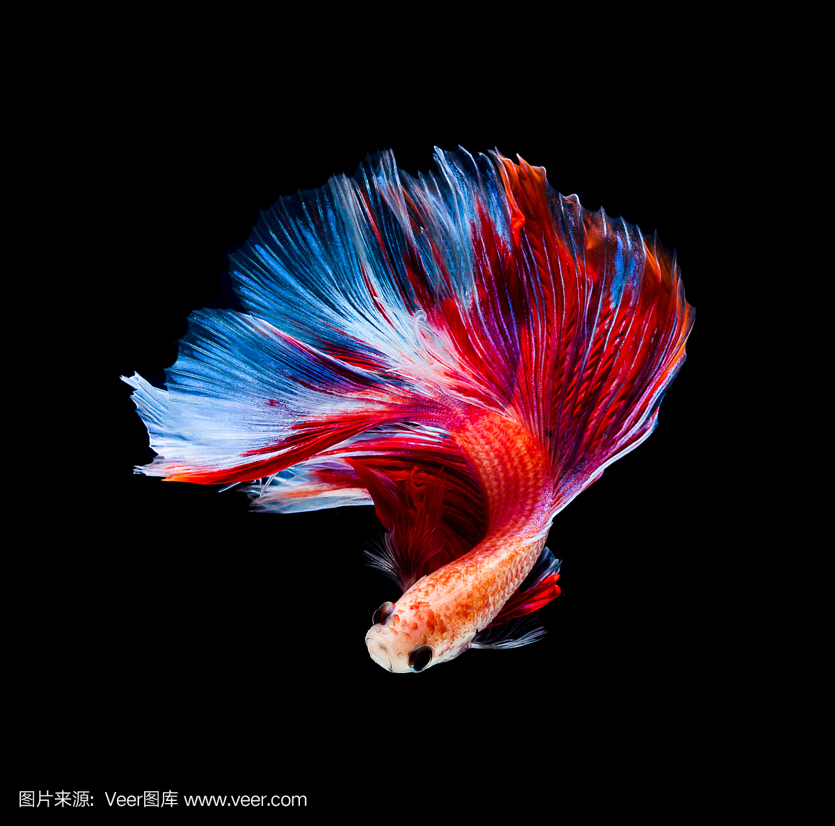 斗鱼鱼暹罗斗鱼孤立在黑色背景上的betta sple dens