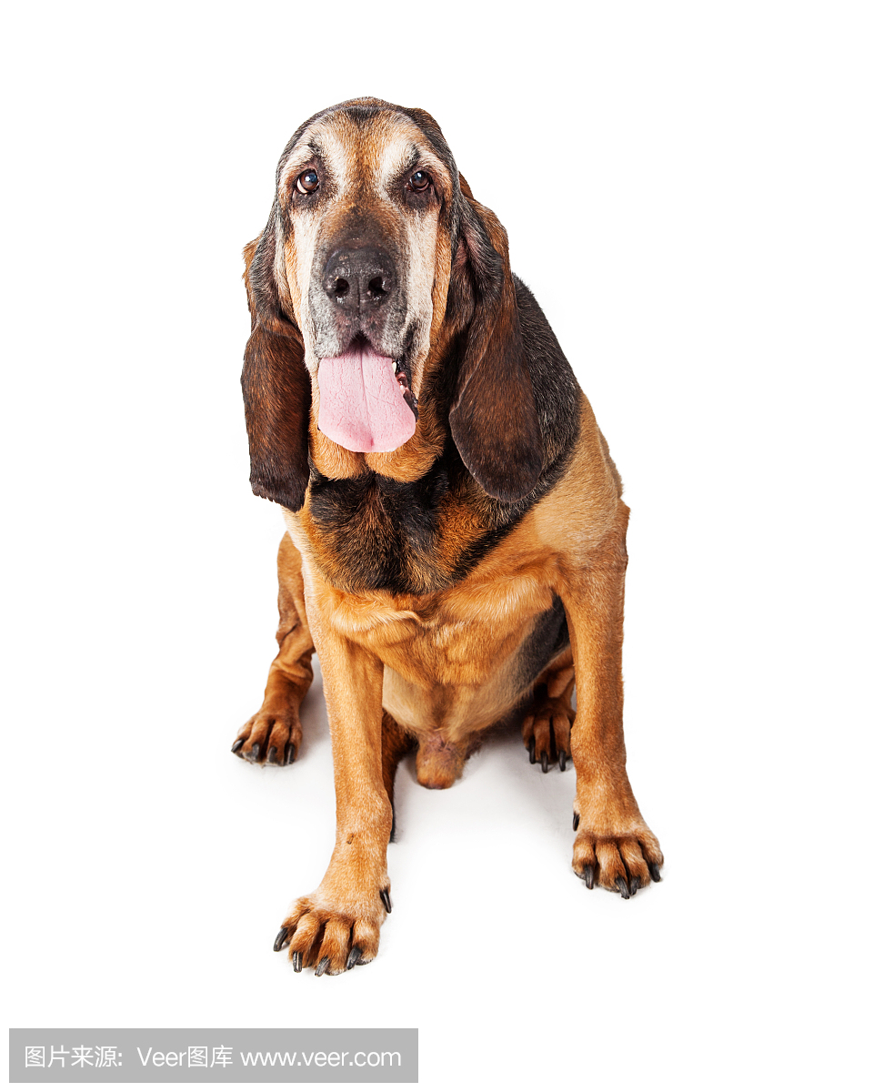 纯血猎犬,大侦探犬,一种猎犬,侦探犬