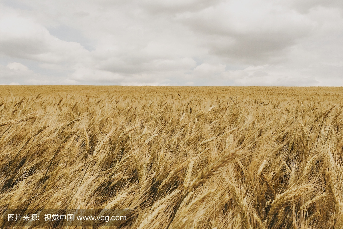风景,德涅斯特河沿岸摩尔达维亚共和国,户外,地