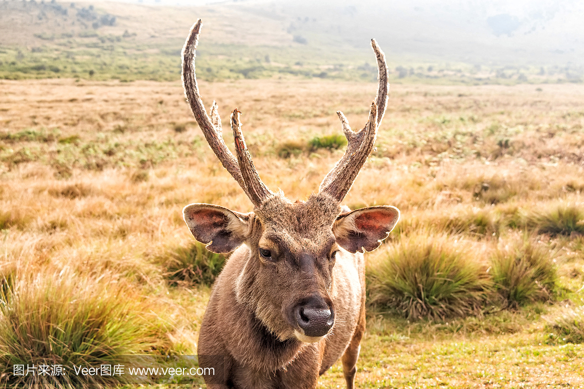 Sambar deer in wild