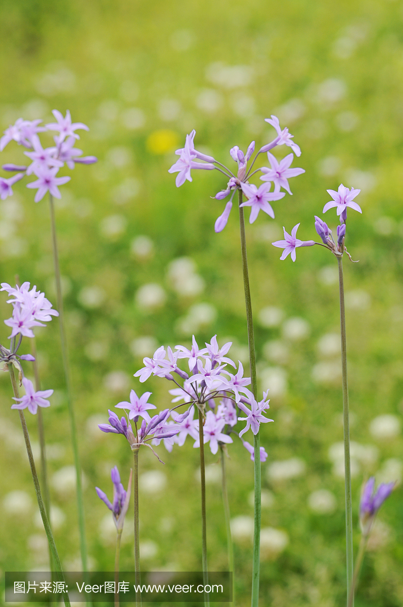 新泻县,日本本州岛中北岸港市,新泻区,新泻镇