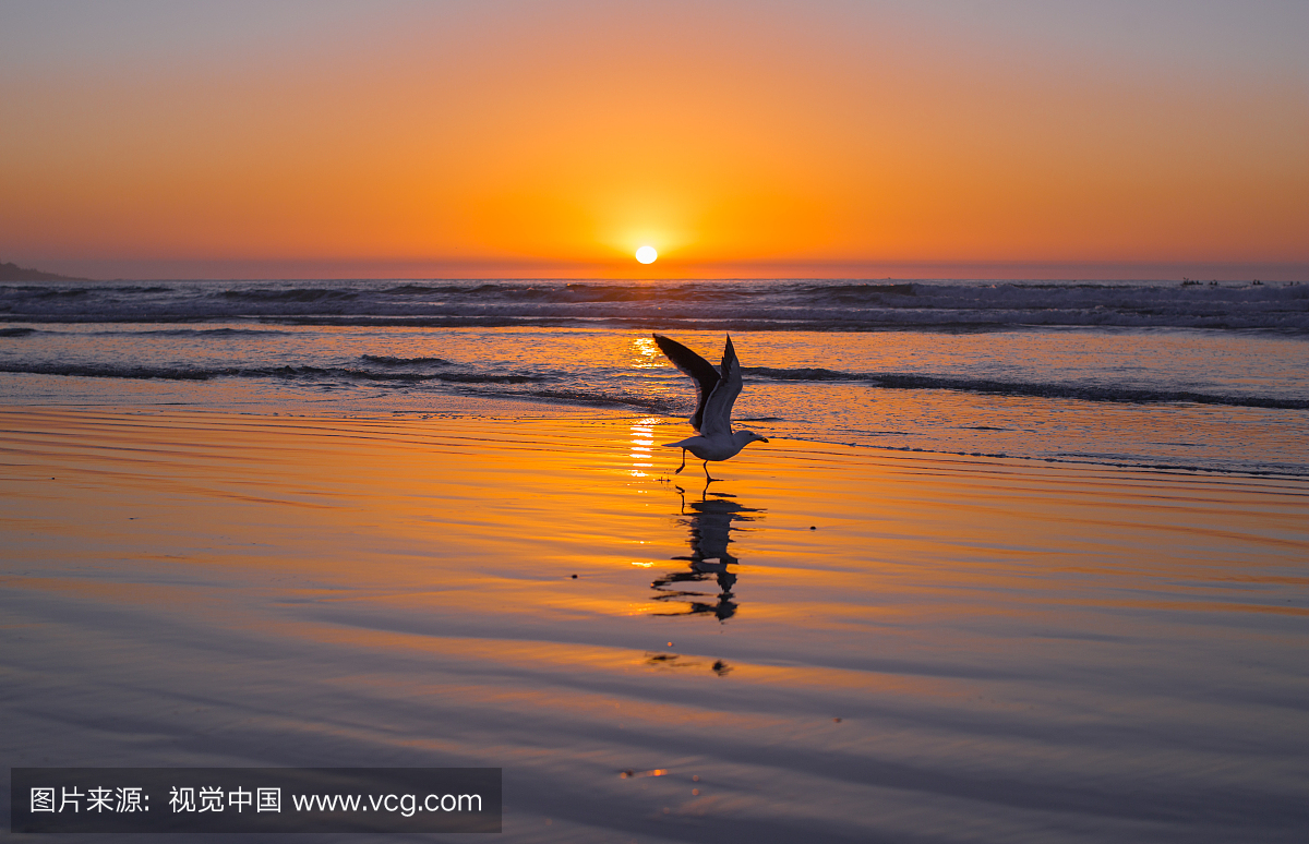 日落在拉霍亚海滩与一只鸟准备飞行
