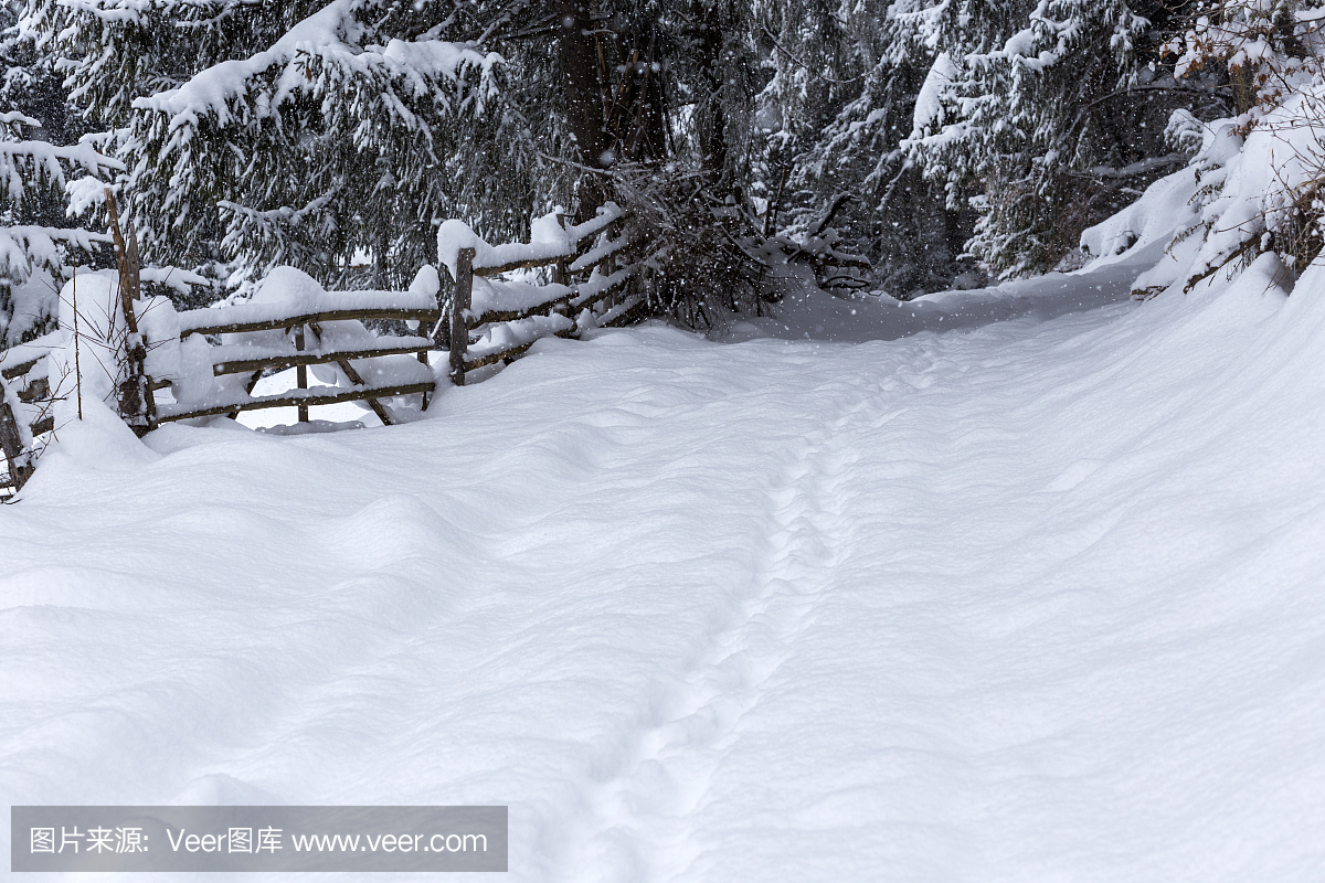 积雪覆盖的小径在森林里沿着路径在罗马尼亚的