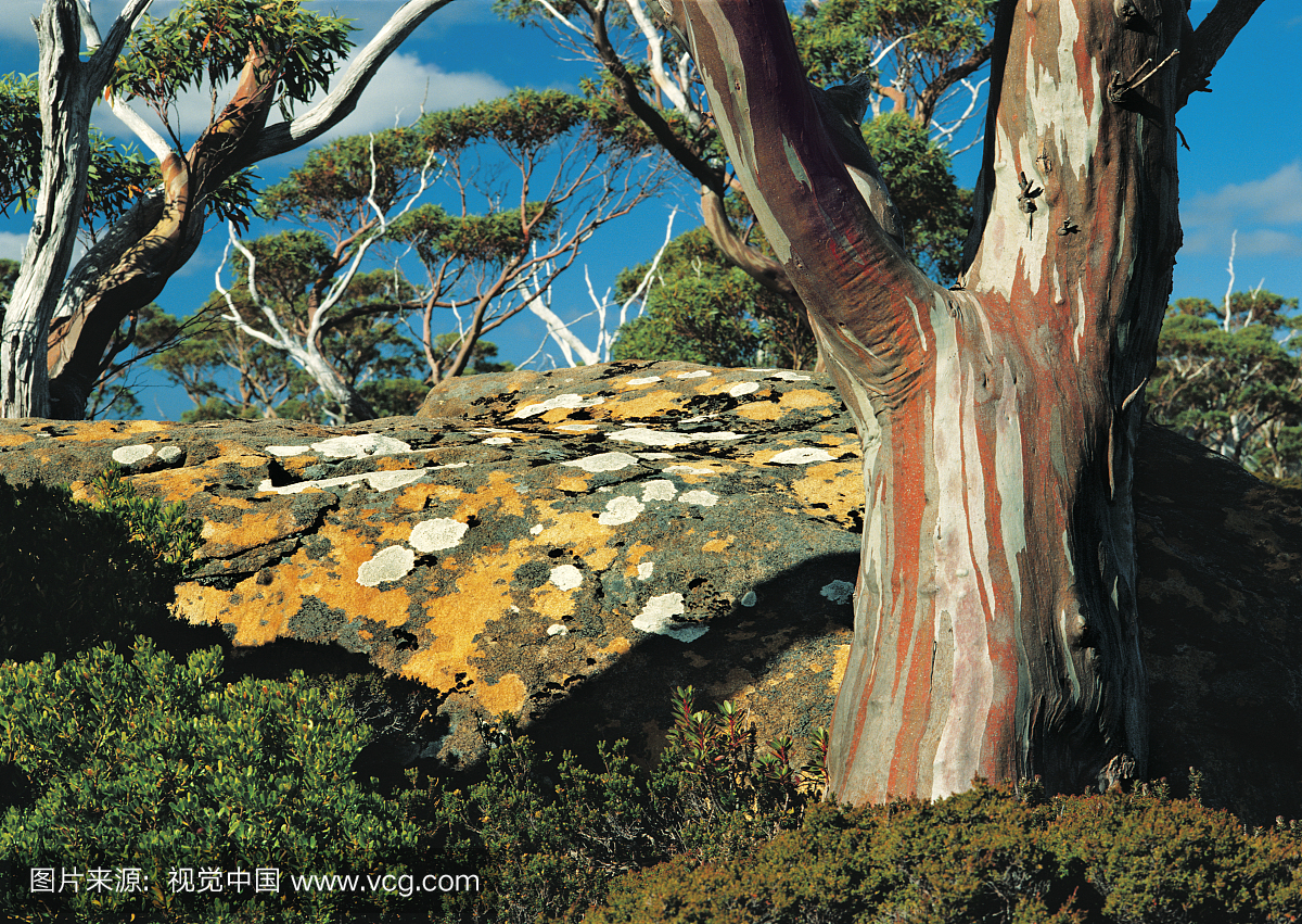 澳大利亚塔斯马尼亚世界遗产地的摇篮山 - 圣克