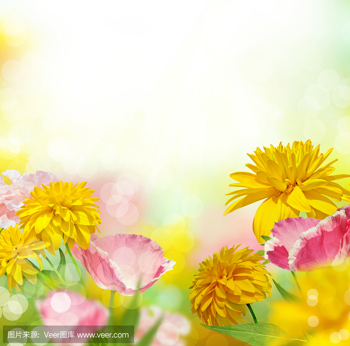 黑眼珠苏珊葡萄树,黑眼珠苏珊葡萄树木,黑眼珠