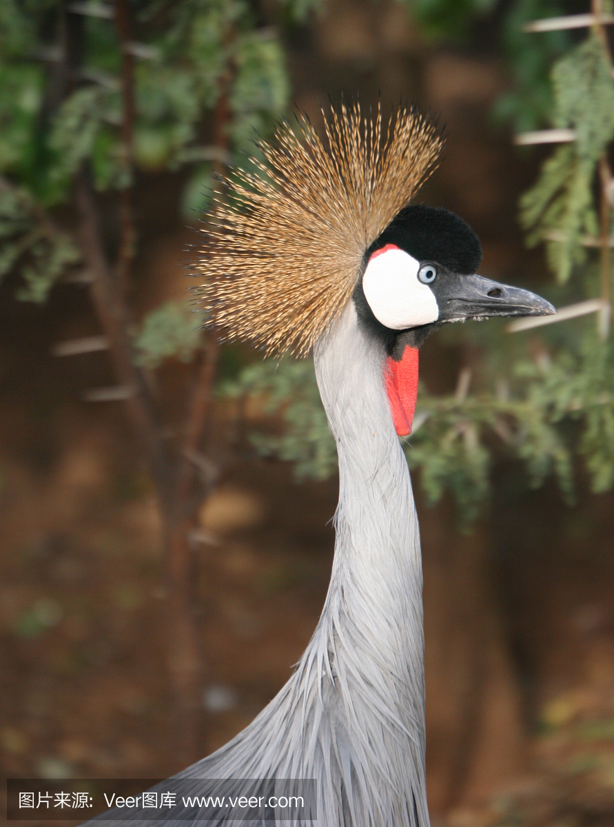 蓝鹤简介 - 南非国家鸟