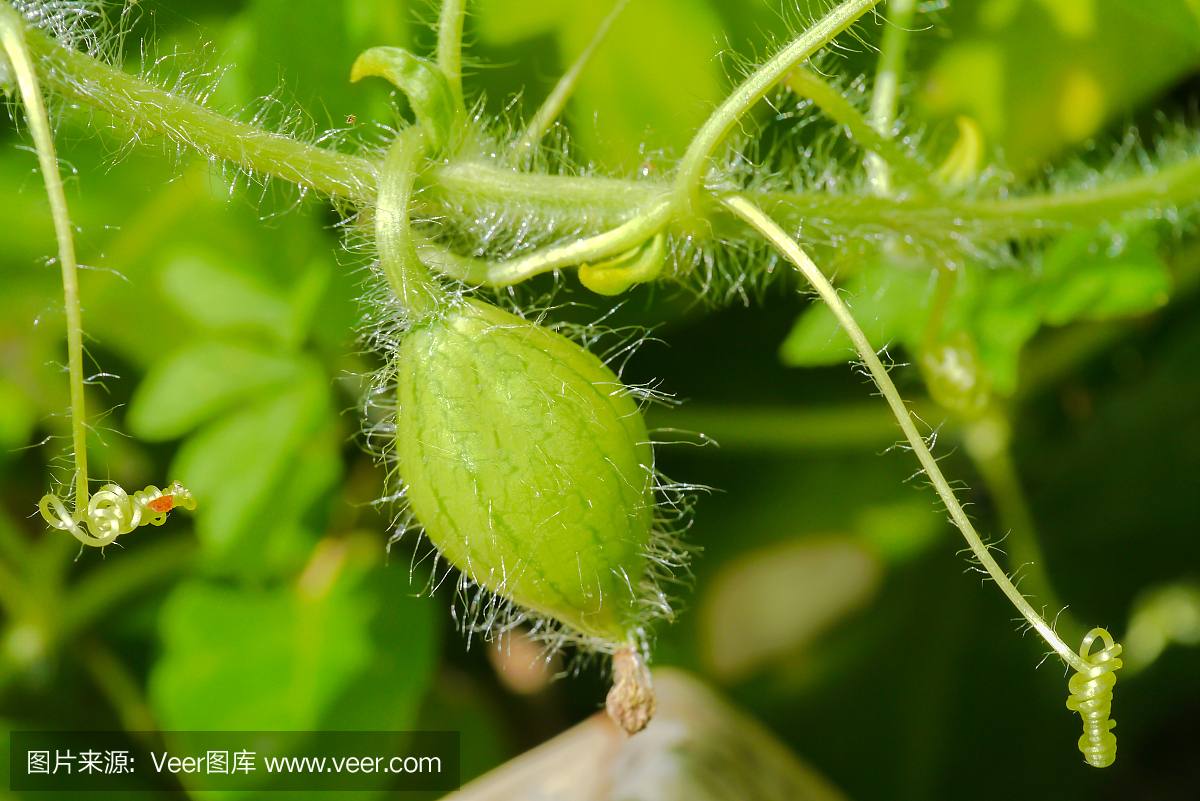 有机农业,西瓜水果在农场里种植。