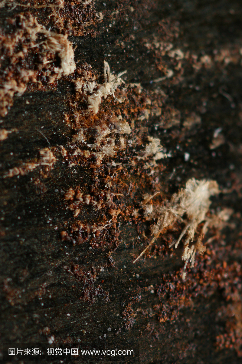 Close-Up View Of Organic Substance