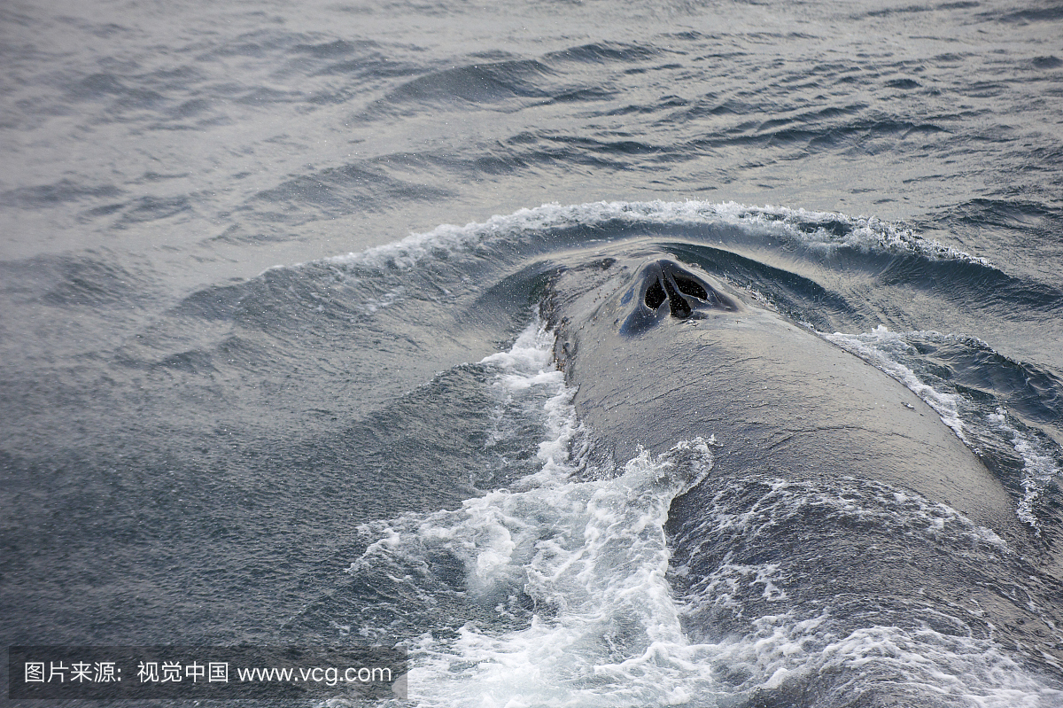 驼背鲸在南大洋游泳