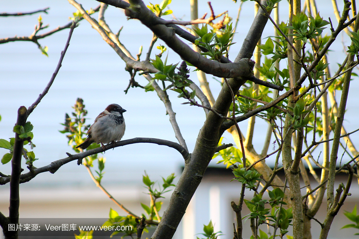 雄性麻雀幼崽坐在苹果树枝上