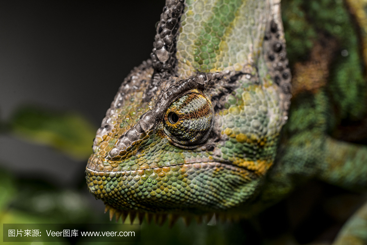 声囊,共鸣囊,面罩变色龙,蒙面变色龙