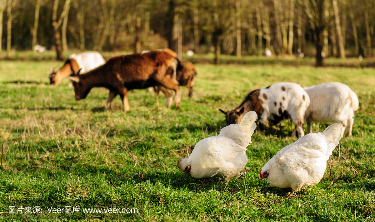 食草,牧草,兽群,牧群