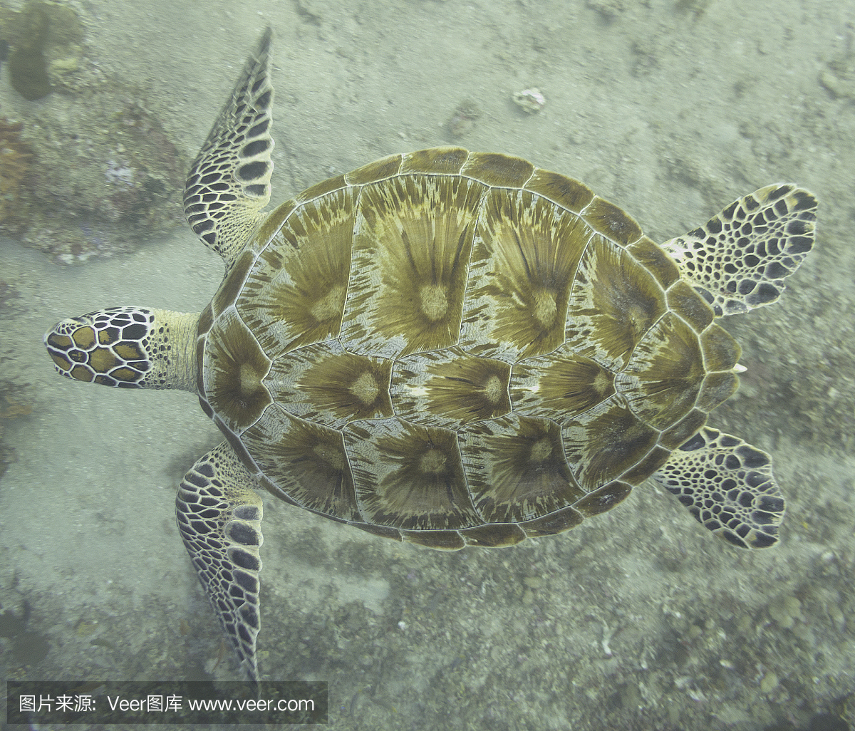 玳瑁,玳瑁龟,玳瑁海龟,龙目岛