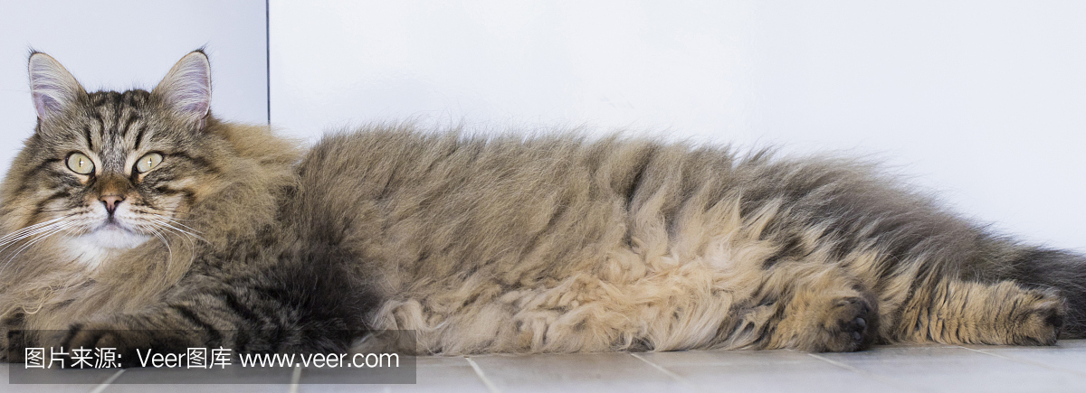 猫,西伯利亚长发男性的低变应原
