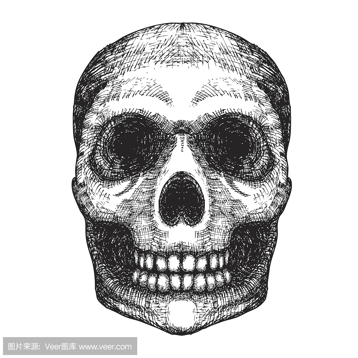 手绘图头骨。人类的头骨素描。黑色和白色插图