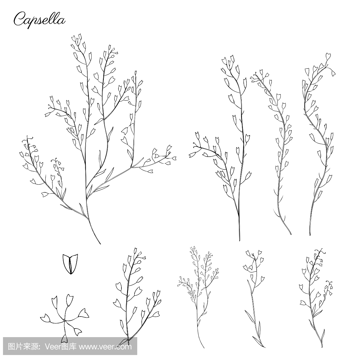 植物花,牧羊人的工位,钱包,整个荠菜,手绘制的图洗车店v植物荠菜设计图图片