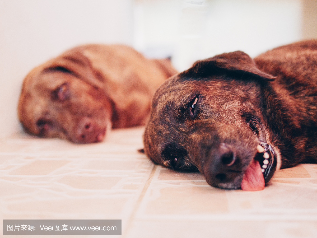 躺着的两只狗的图片,电影谷物和噪音添加