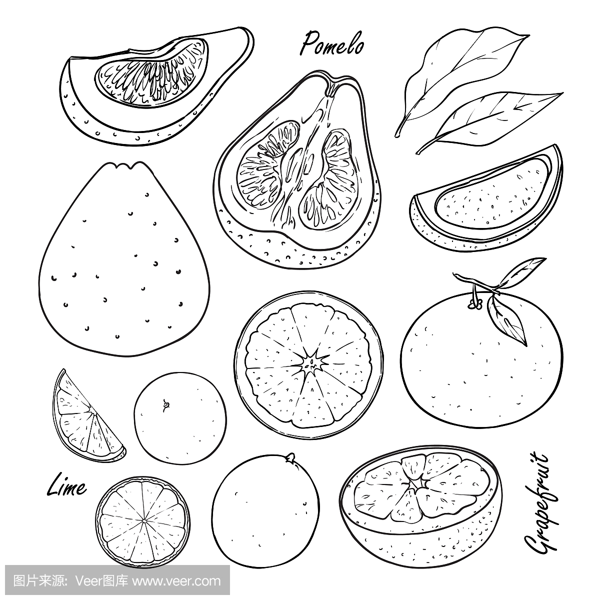 热带柑橘类水果的集合:石灰,柚,葡萄柚上白色孤