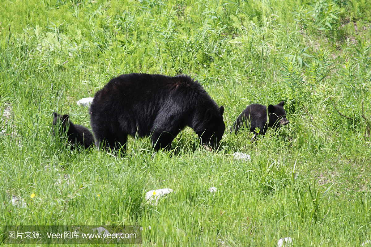 妈妈熊与两只小熊