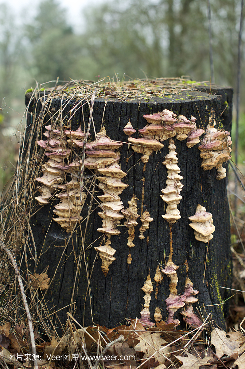 真菌生长树树林在俄勒冈花园冬天
