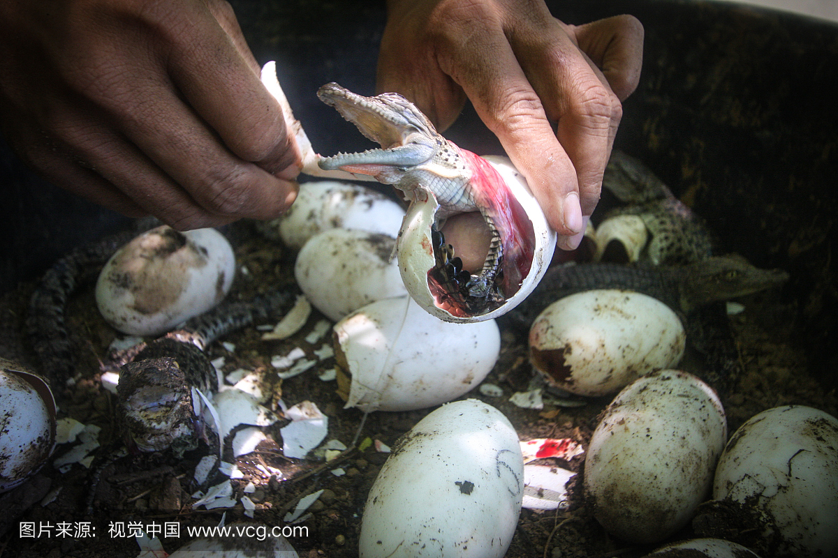 人,仅一个男人,蛋,动物主题