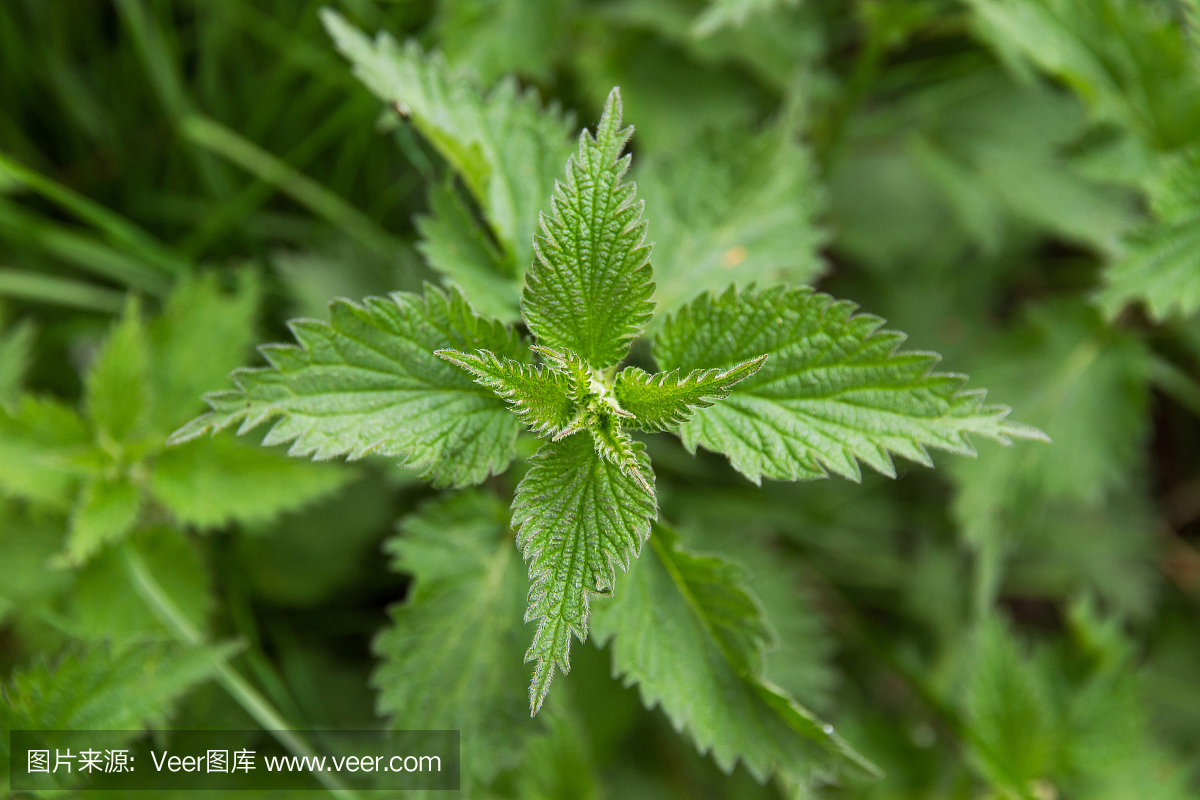 荨麻叶 - Hojas de Ortiga