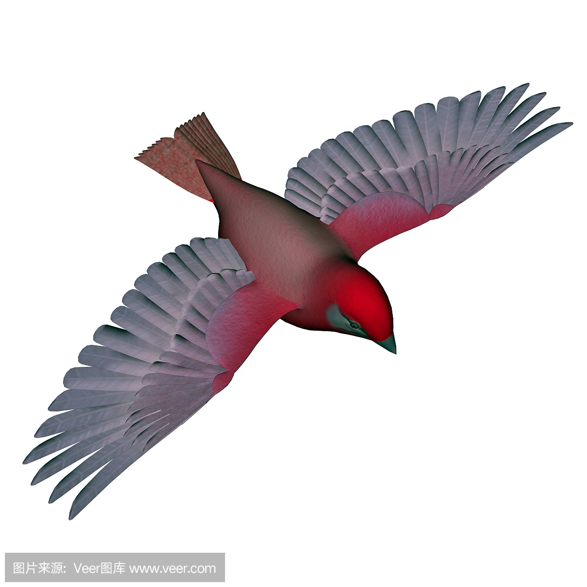 鸟鸣声,鸟叫声,鸟鸣,唱