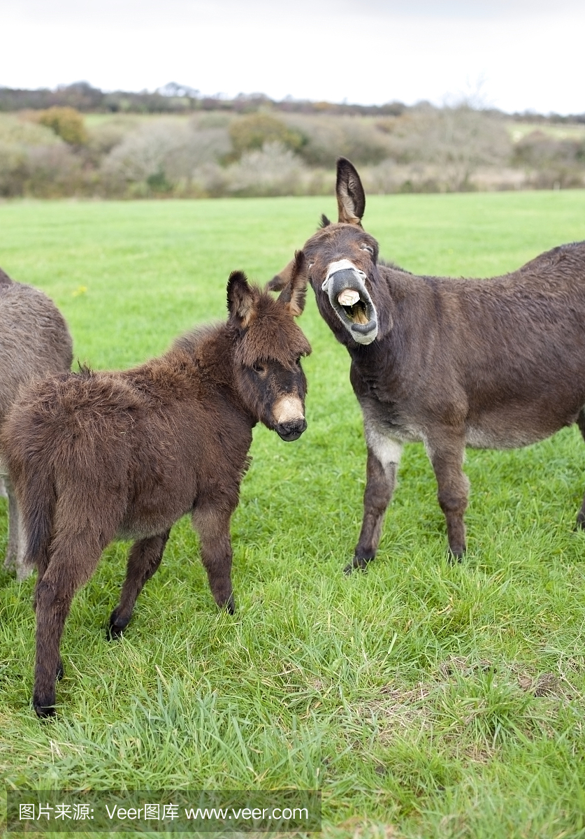 嘶叫,叫声,驴叫声,驹
